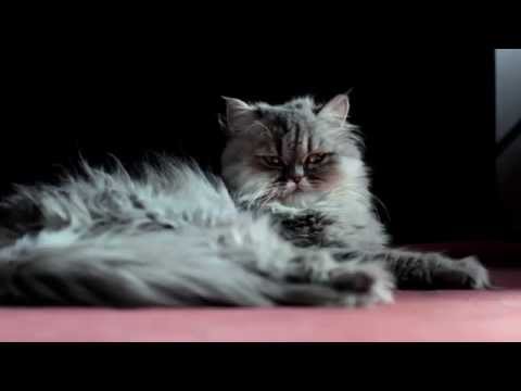 Tineh and Aziza Our Dangerous Little Lions