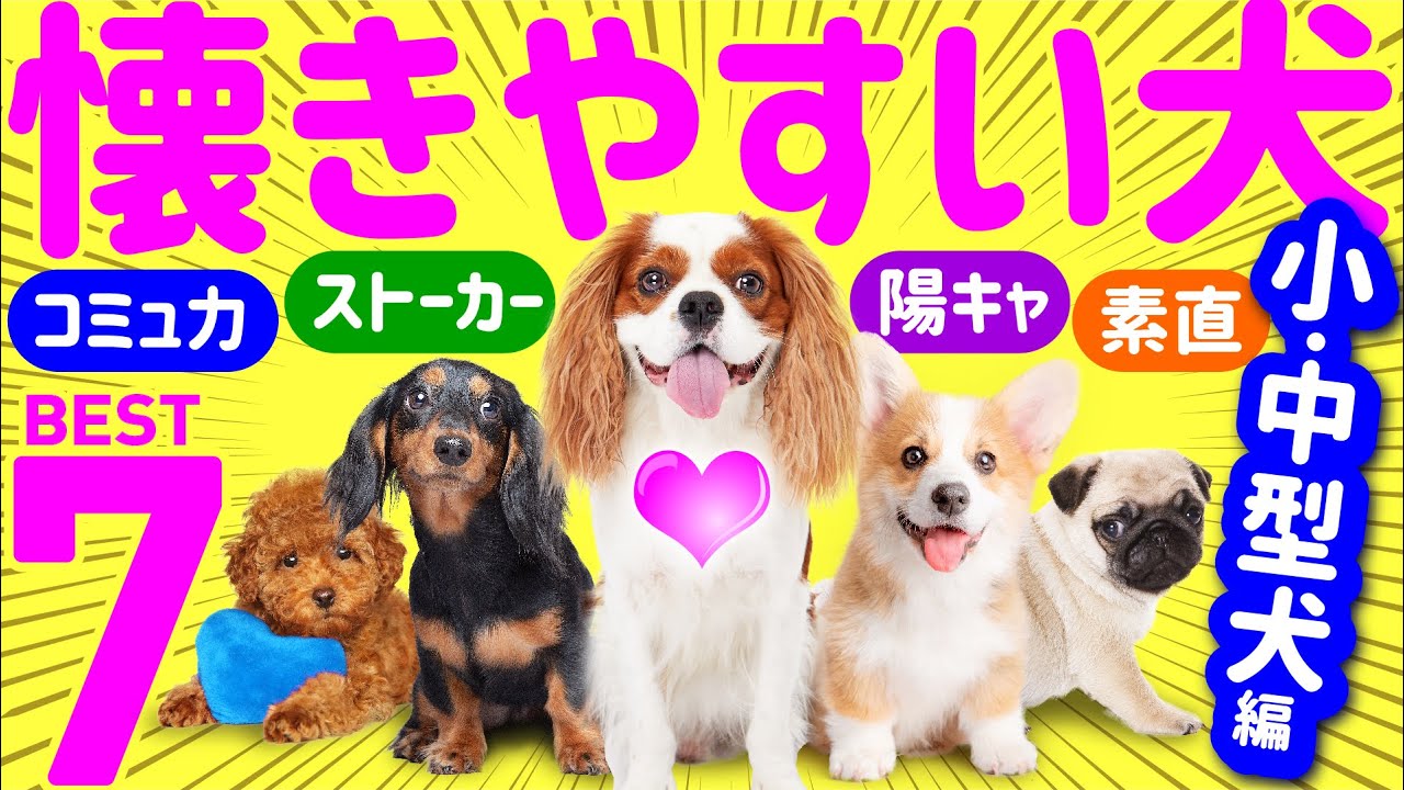 【人に懐きやすい人気犬種ランキング❤️小型〜中型犬編】専門家や飼い主の声、歴史的特性まとめ