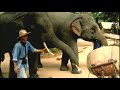 Dave Soldier - Thai Elephant Orchestra plays RAIN