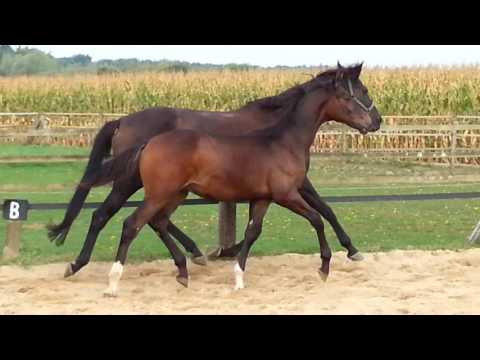 Dominy Hengstfohlen, sold