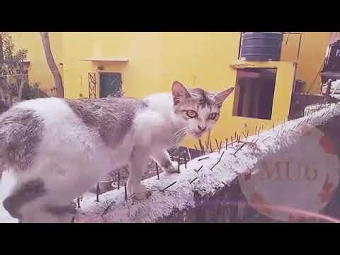 Cat dj song