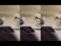 Part 64 Skippity Paps Funny Cat Videos Funnycats Funnyanimals Funnypets