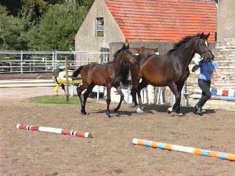 Hengstfohlen v. Diarado x Contendro