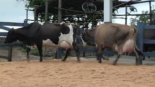Vídeo 105 - 1ª ETAPA MEGA LIQUIDAÇÃO TOTAL AGROPECUÁRIA MARAJOARA - DIA 4 | GADO GIROLANDO E HOLANDÊS