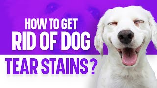 How to Get Rid of Dog Tear Stains?