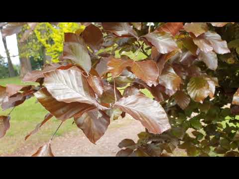 Fagus sylvatica 'Dawyck Purple' buk lesní