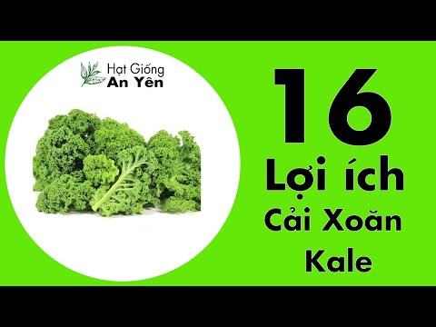 , title : '15 Tác dụng của Cải Xoăn Kale với sức khỏe và sắc đẹp | Hạt Giống An Yên Shop'