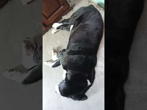 Zzzzzzzźz #miradacanina #perros #casagrande #cordoba