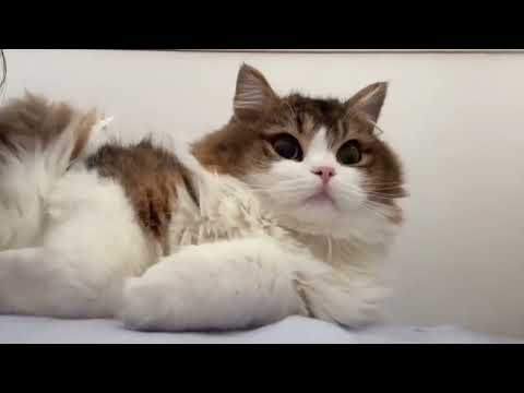 #catsshorts #cats 🐱 #cute 🐱