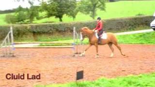 preview picture of video 'Cluid Lad from Exmoor Eventing'