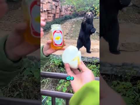 EL MEJOR OSITO DEL MUNDO!! 😯