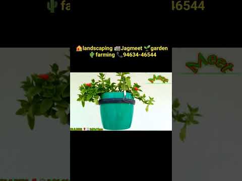 #nature#garden #landscaping #farming #jagmeet #bonsi #transplanting #jag #meet #suffered #jag