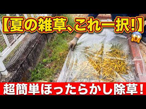 ビニールシート除草