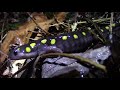 Salamander Crossing! - CTnaturalist