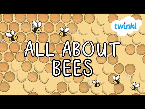 All About Bees for Kids | Why are bees important? | Different Types of Bees | Twinkl USA