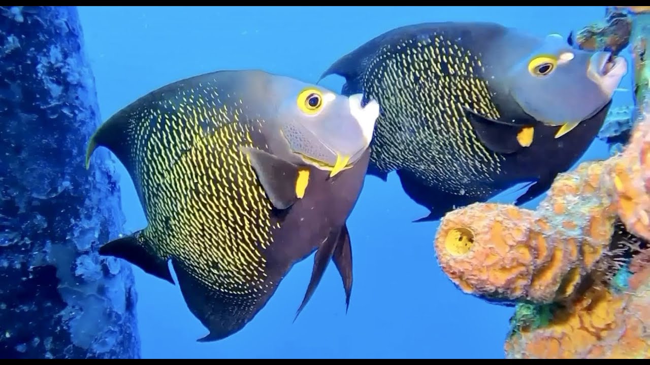 Genevion Tanıtım Videosu