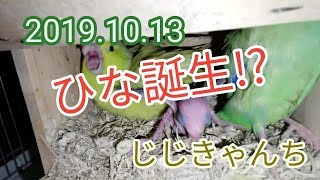 雛 ヒナ ひなぁぁぁぁぁ🐣