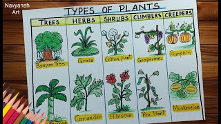 Different Types of Plants chart drawing / How to draw Types of Plant step by step / Project drawing