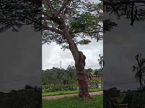 Por dentro de Icém-SP - Pista de caminhada #shorts