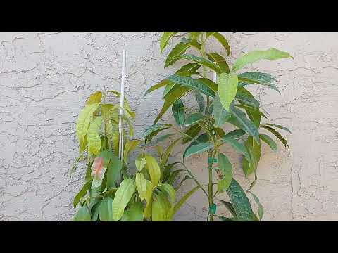 Allspice Trees grow in zones 9-11