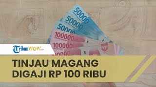 Viral Curhat Magang Digaji Rp 100 Ribu, Kalau Resign Denda Rp 500 Ribu, Kemnaker Tinjau Campuspedia