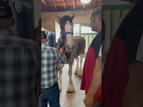 , title : 'OUR FAVORITE😍🤩 At The National Clydesdale Sale! #shorts #clydesdale #horse #auction #equine'