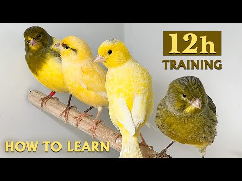 Canary Singing 12h Training Song - Make your canary sing like mine