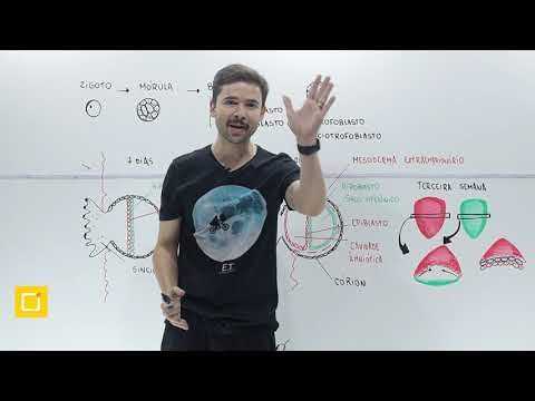 Embriologia 02 | BIOLOGIA 08