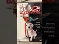Disney S 102 Dalmatians DVD 2000 Nostalgia Shotrs Disney Dvdcollector Movie 2000s Film
