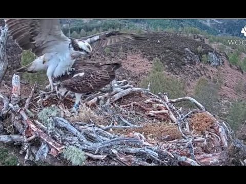 Technique needs work! Amusing failed mating incident on the Loch Arkaig Osprey nest 12 May 2021