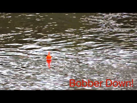 TINY Creek STEELHEAD BOBBER DOWN! Bobber Fishing for Trout!