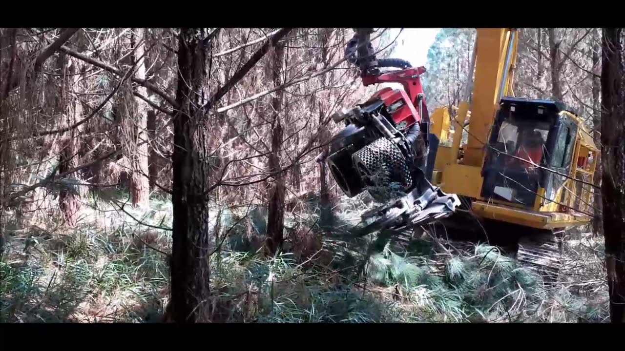Como é feito o primeiro desbaste de pinus (first thinning)