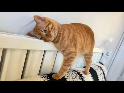 The Funniest CATS on the Planet! 😂🐱 SUPER Funny Cats Video