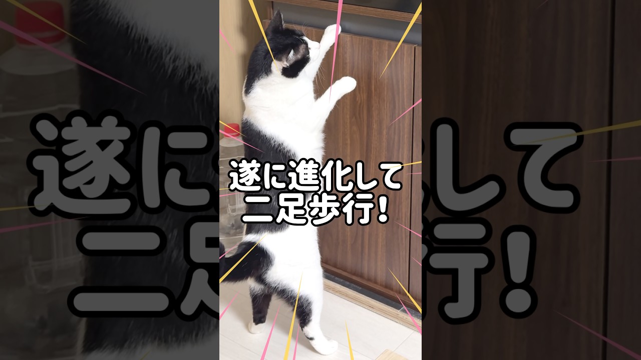 うなぎが見たくて二足歩行を始めた猫#shorts