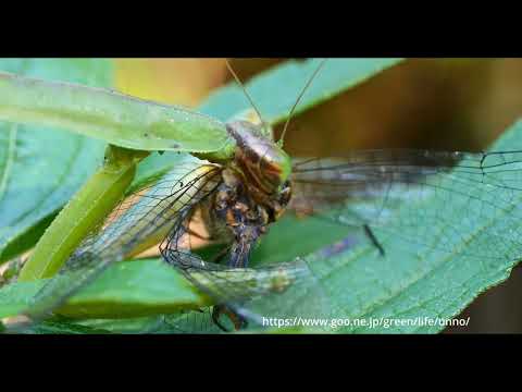 オオカマキリがトンボを食べる