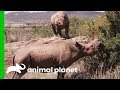 Bobby The Rhino Poops To Communicate With His Species Evan Goes Wild Passion And Purpose