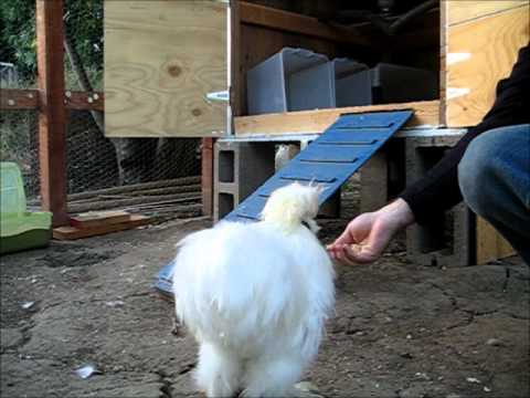 Luring Martha out with Some Scratch