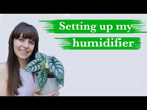 How to use a houseplant humidifier | Vicks VWM845 | According To Jess