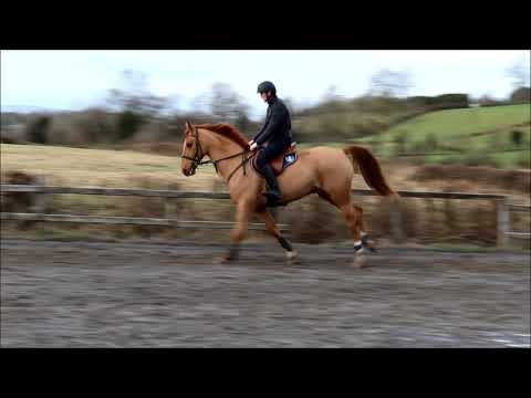 'Loreto Quality' 7 year old Gelding By O.B.O.S Quality
