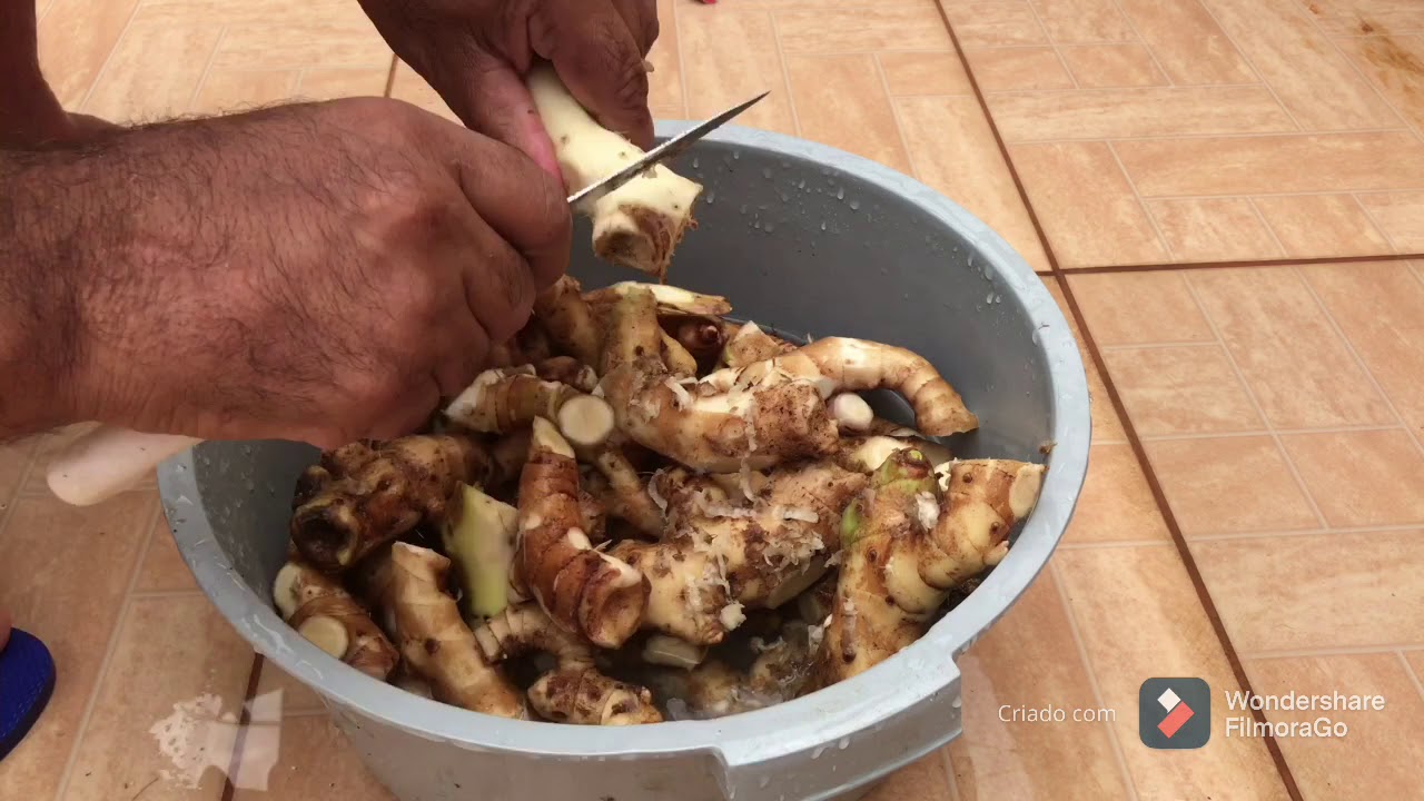 PANC Gengibre branco ou lírio do brejo agridoce em conserva.