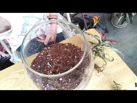 Cryptanthus Earth Star Bromeliad Repot