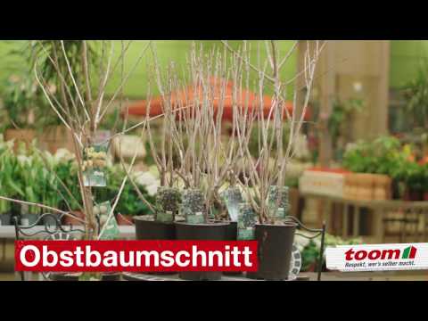 toom Ratgeber: Der Obstbaumschnitt - So geht's! | toom Baumarkt