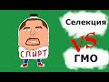 Гетерозис (селекция) vs Трансген (ГМО) 