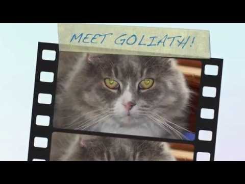 Goliath, an adopted Maine Coon & Russian Blue Mix in Dayville, CT_image-1