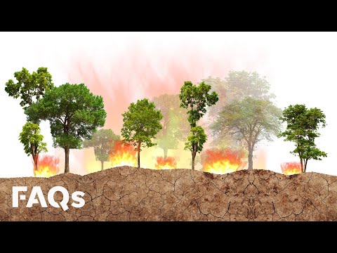How controlled fires have helped prevent mega fires for centuries Just The FAQs