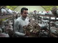 Genç girişimci, ayda 3 ton istiridye mantarı üretiyor Genç girişimci, ayda 3 ton istiridye mantarı üretiyor