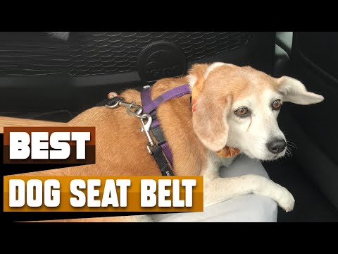 Best Dog Seat Belt In 2023 - Top 10 Dog Seat Belts Review