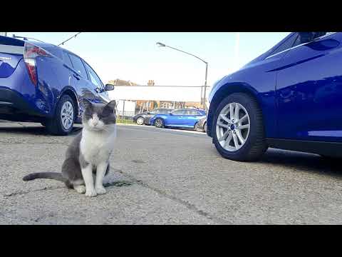 Approved Cars Croydon Homepage Video