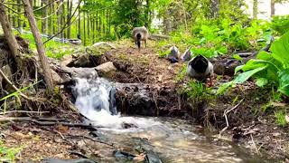 Peaceful Nature Walking Tours Relaxing Waterfall Feeding Ducks And Geese