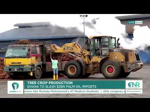 $2 Billion Palm Oil Imports Cut: Ghana’s Tree Crop Revolution Begins!